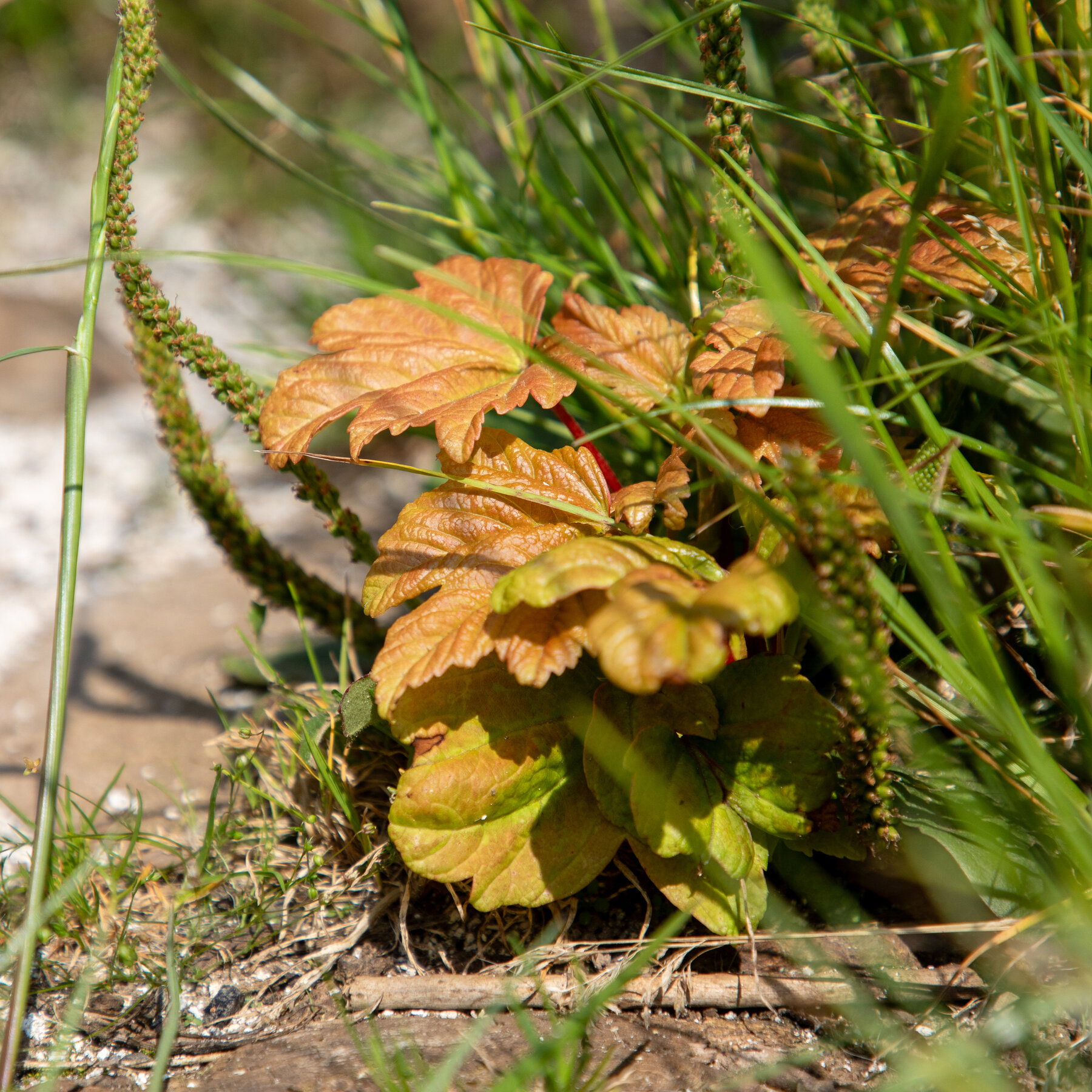 Sprouts Spotted by the Stump of the Sycamore Gap Tree