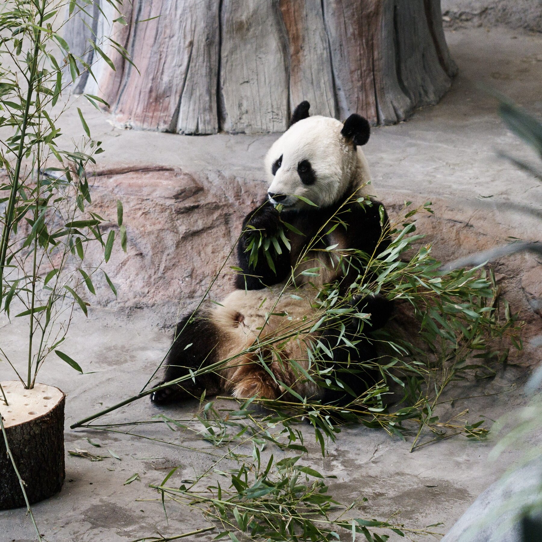 Finnish Zoo Returning Pandas to China Because of Cost