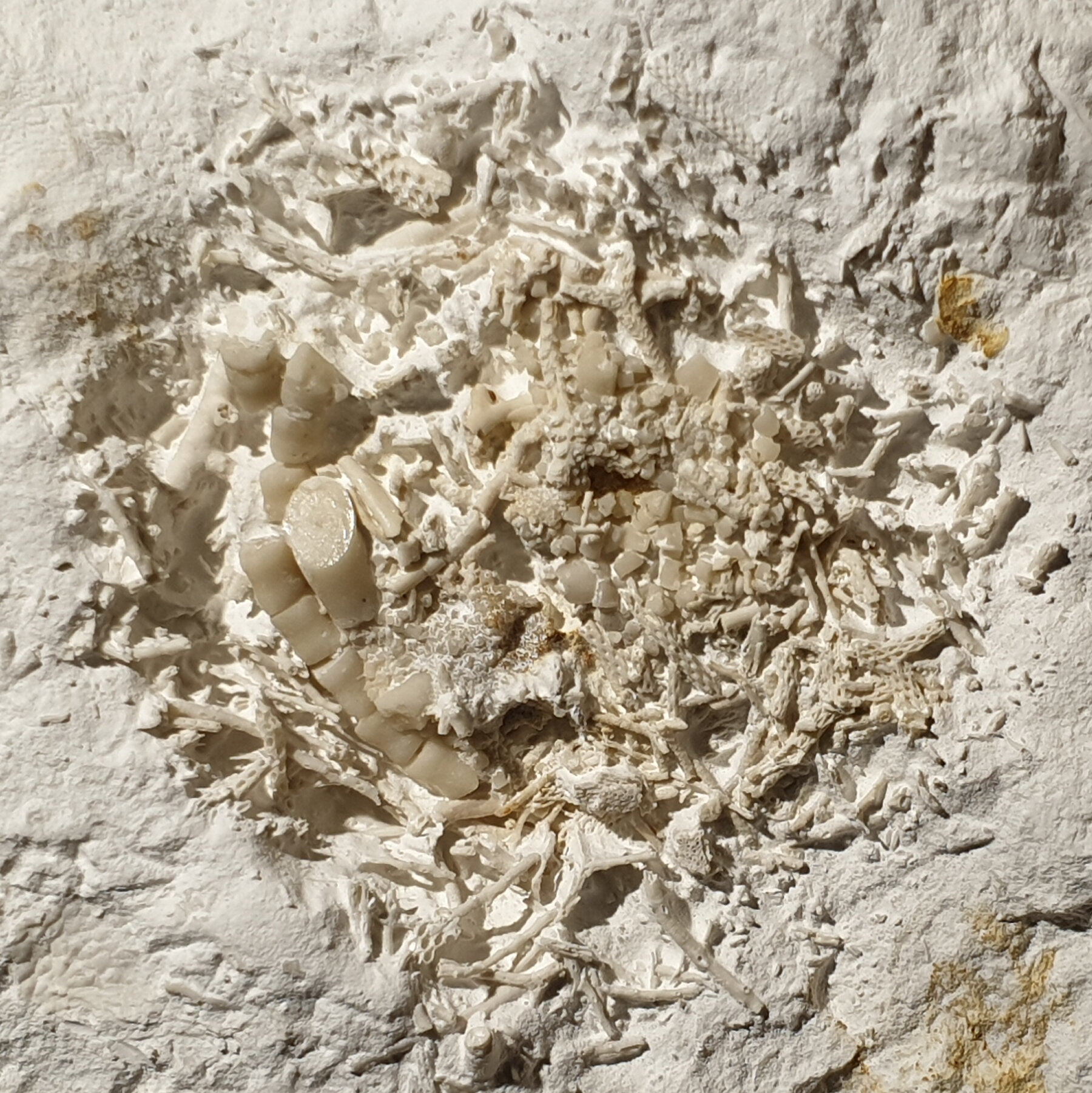 66 Million-Year-Old Fossilized Vomit Is Found in Denmark