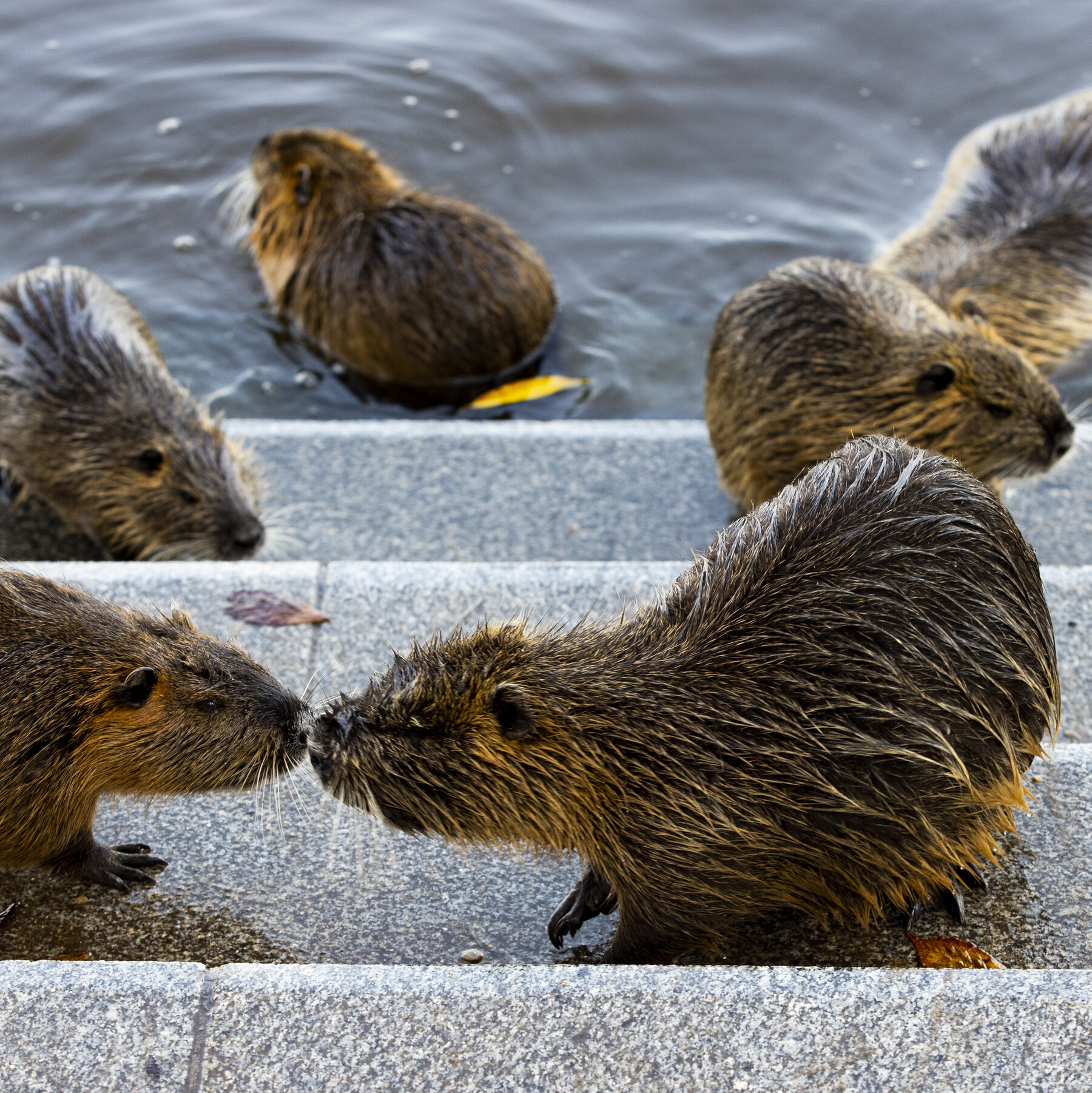 Czech Dam Project Was Stalled by Bureaucracy. Beavers Built Their Own.